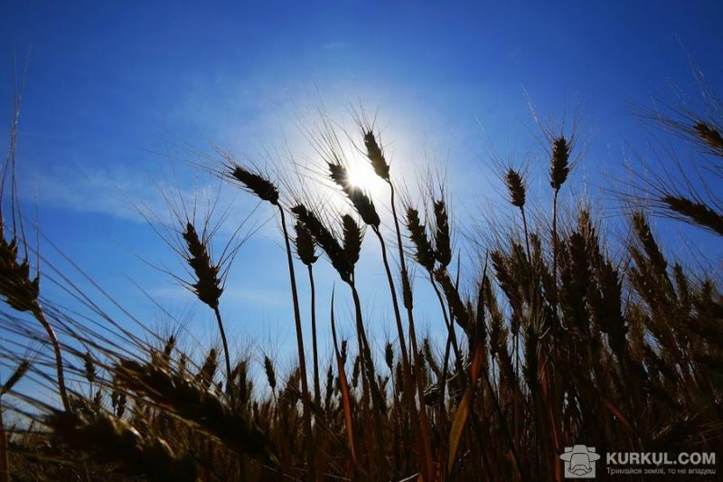 На Львівщині зібрали понад 1 млн т ранніх зернових