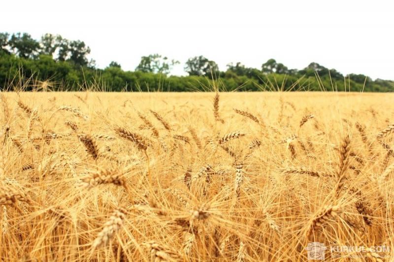 Експортні ціни на пшеницю у серпні різко знизилися (ВІДЕО)