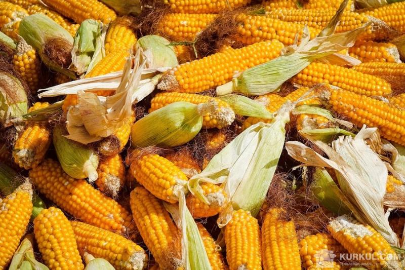 В Україні розпочався збір кукурудзи