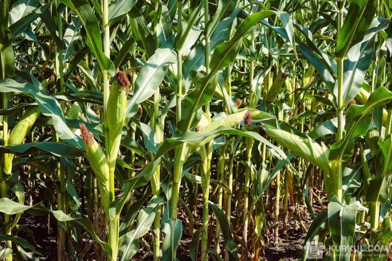 Аналітики підвищили прогноз урожаю кукурудзи в Україні