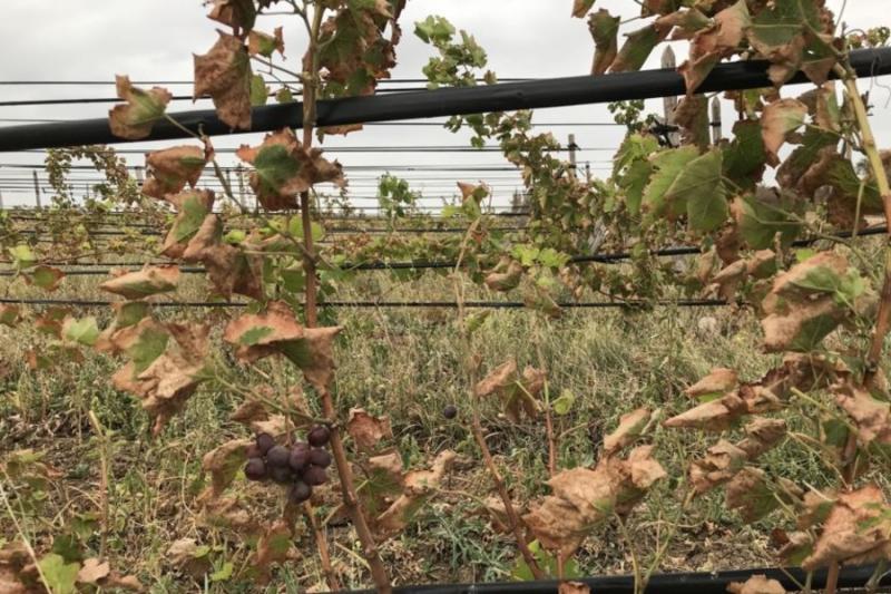 Катастрофа в Армянську зашкодила виноградникам