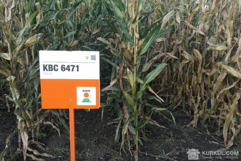 КВС-УКРАЇНА презентувала нові гібриди кукурудзи на нічному дні поля на Вінниччині