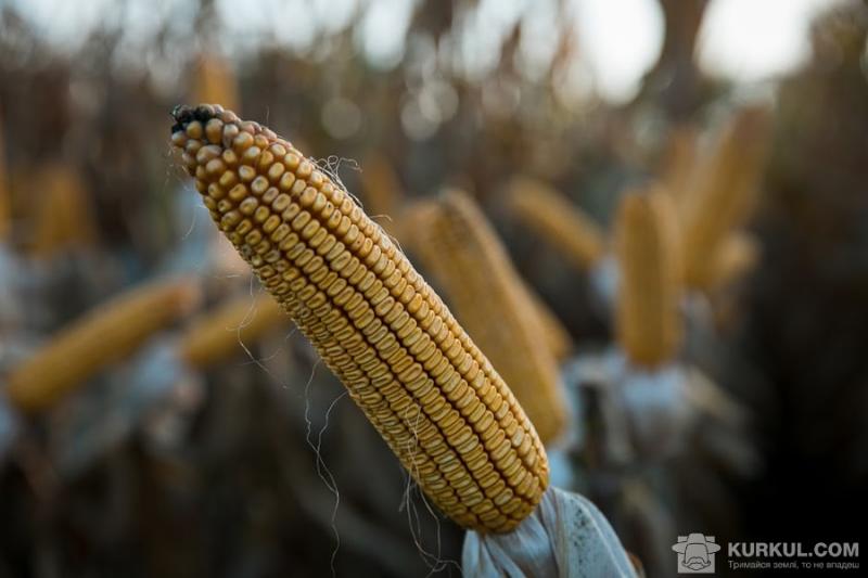 Аграрії зібрали перші 1,5 млн т кукурудзи