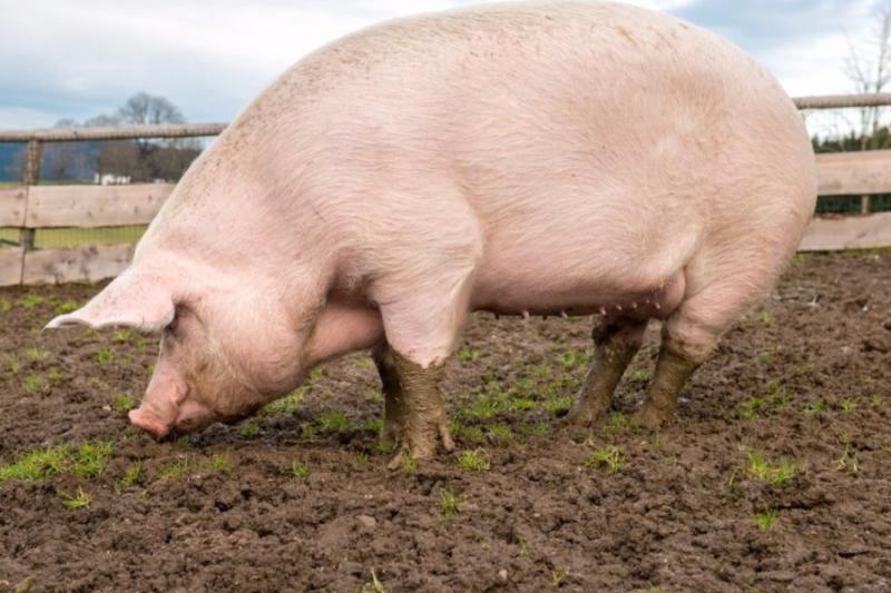 Ціни на живець свиней не виправдали сподівань