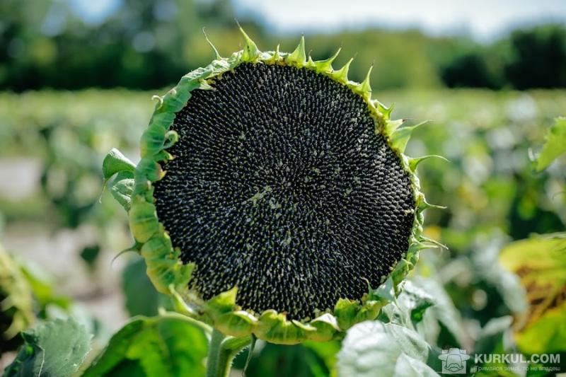 Урожайність соняшника у центральних областях перевищила минулорічні показники 