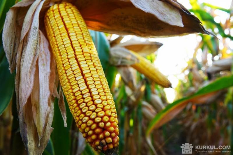 Аграрії намолотили понад 4 млн т кукурудзи