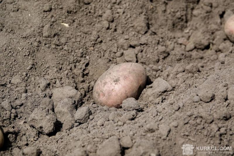 Українська картопля відповідатиме європейським стандартам