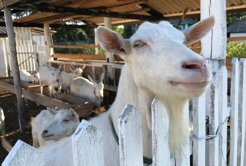 Відома органічна ферма на Вінниччині продає своє стадо кіз