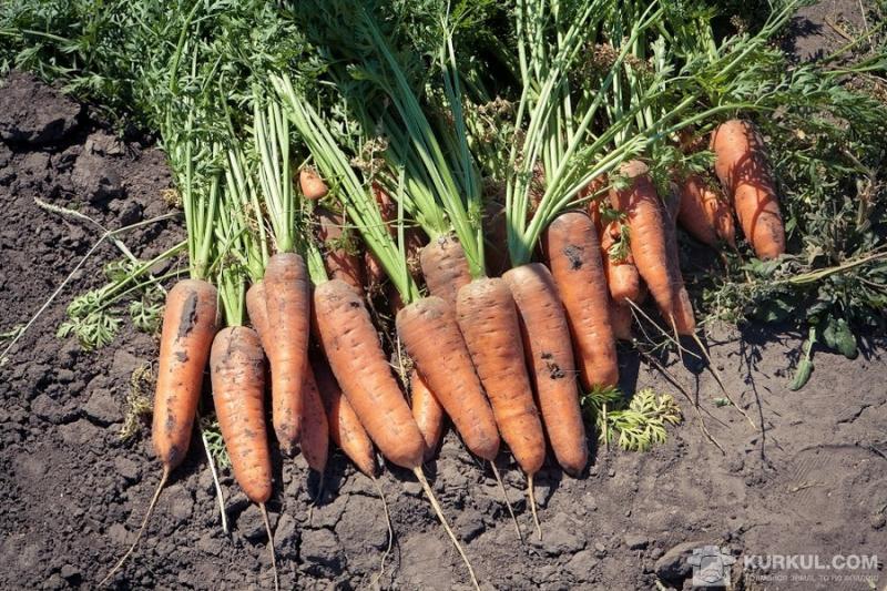 За рік морква подорожчала на 60%