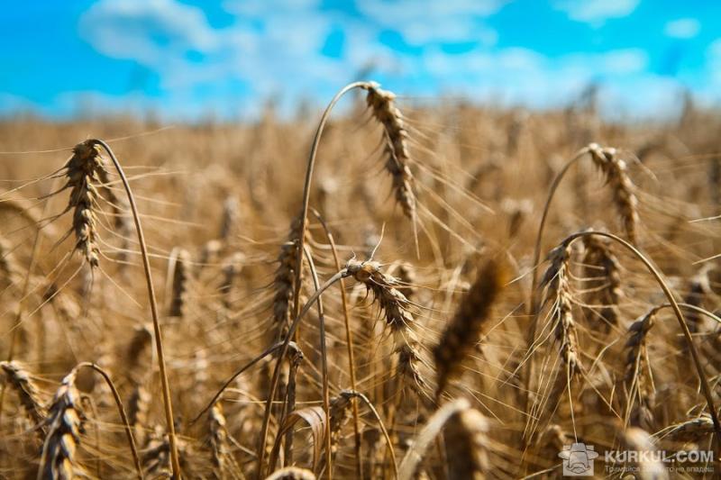 Інвестори з Ірану вирощуватимуть зерно на Волині для своєї країни