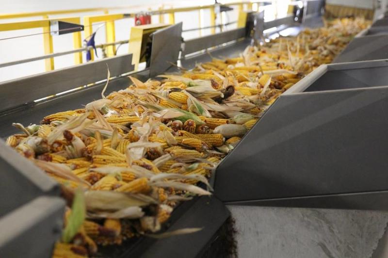 Завод КВС-УКРАЇНА прийняв насіння кукурудзи з 90% виробничих площ