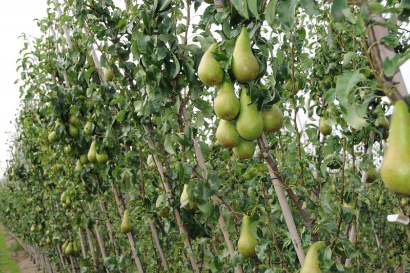 Виробники повідомляють про низькі ціни на груші — огляд ціна на фрукти 