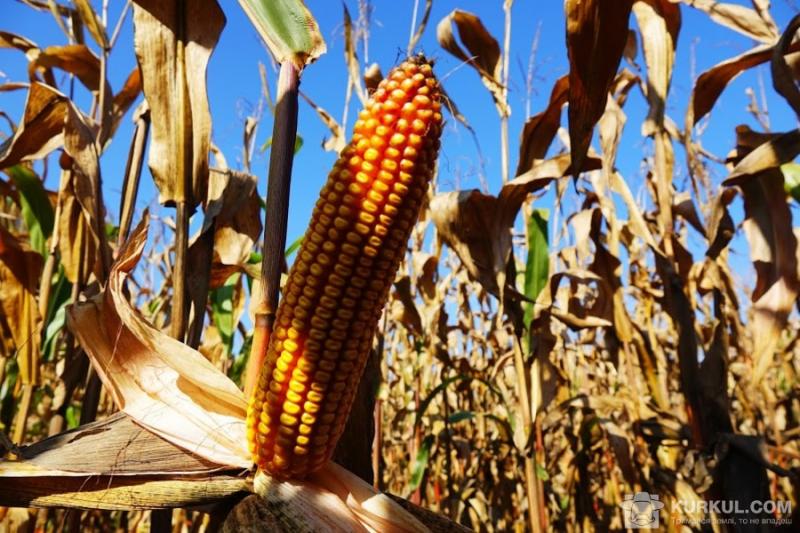 В Україні зібрали половину урожаю кукурудзи