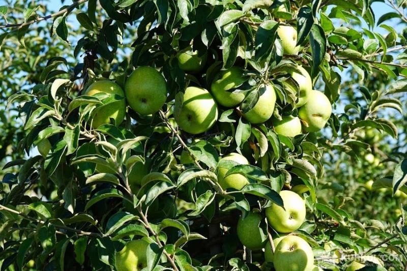 Гарний врожай знизив ціни на яблука до 1 грн/кг