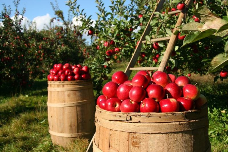 В Україні збільшився урожай фруктів на 66%