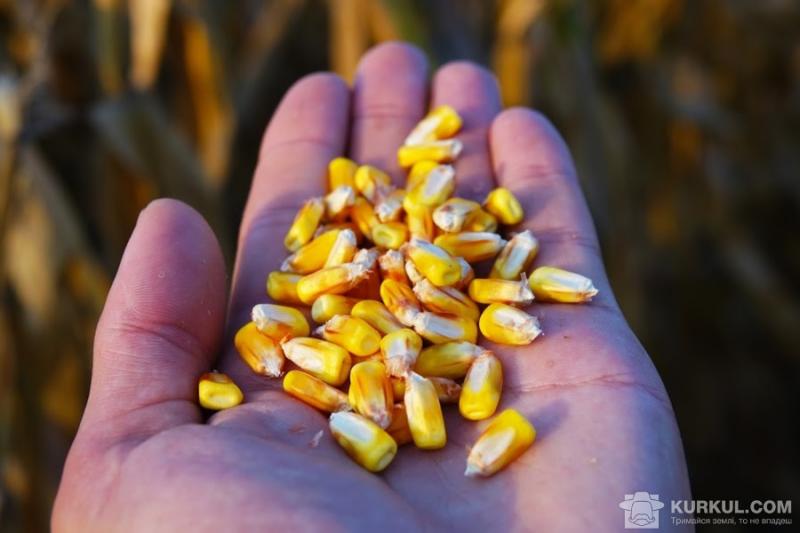 Мінагрополітики підвищило прогноз врожаю зернових до 64 млн т