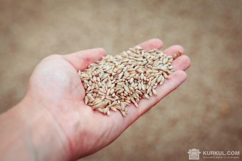 Опубліковано новий стандарт на пшеницю