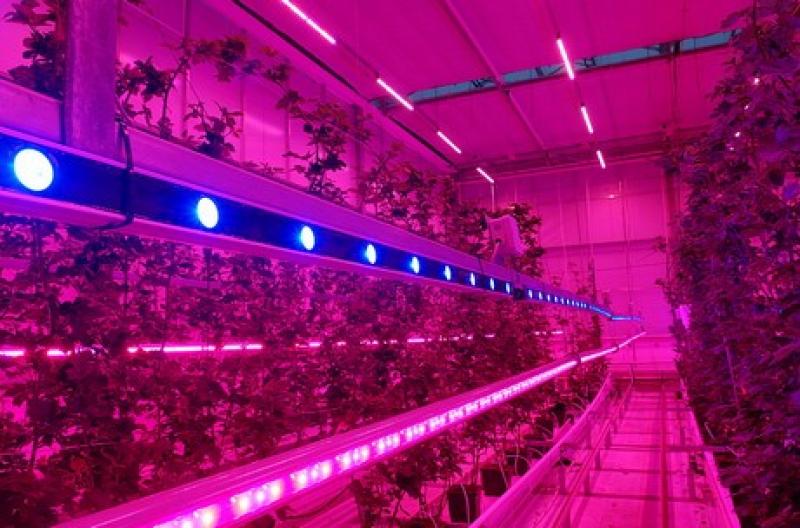 Експериментальні теплиці з вирощування малини та ожини в університеті міста Вагенінген, Нідерланди