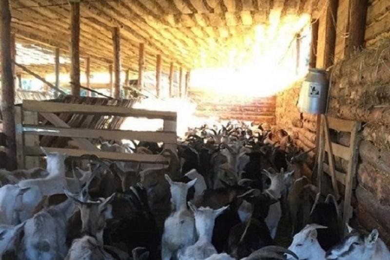 Кози у кооперативі на Київщині