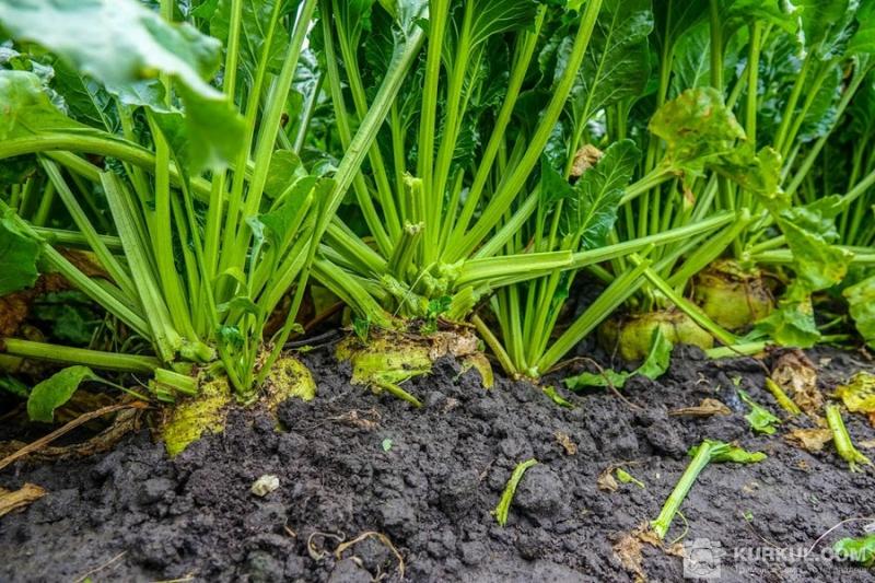 На полях Smart Field підбили підсумки вирощування цукрових буряків та соняшнику
