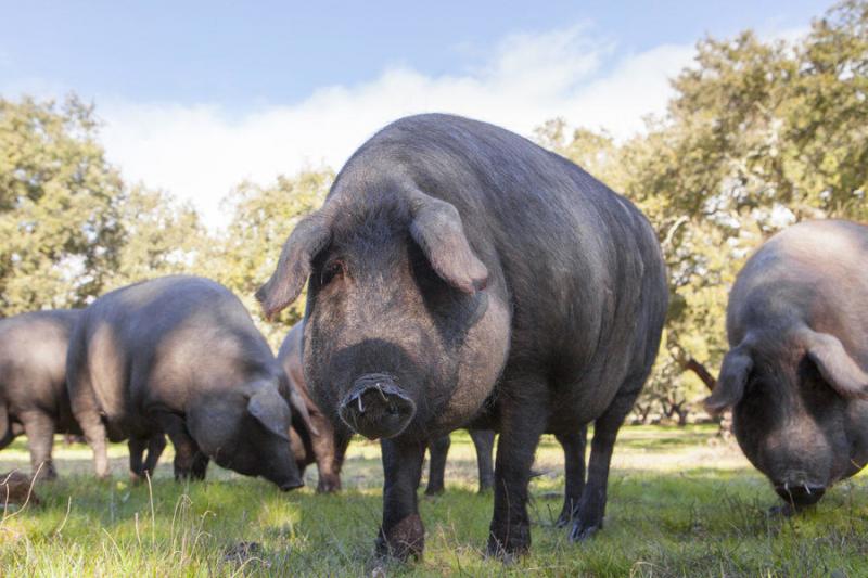 Цього року Україна повністю втратила дві породи свиней