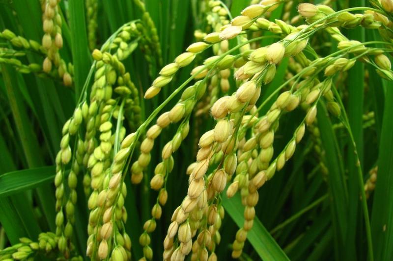 НІБУЛОН допоміг херсонським фермерам прийняти та посушити рис