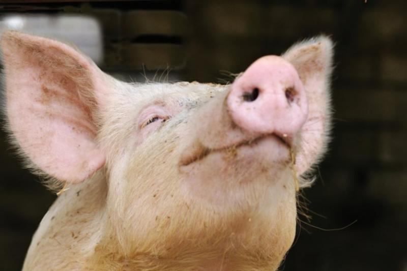 Ціна на живець свиней впала до літнього рівня