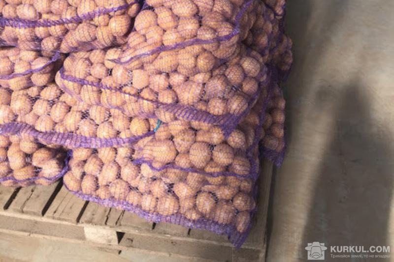 Африка не купуватиме українську картоплю через невідповідність вимогам