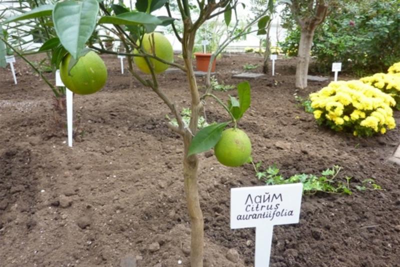 На Херсонщині тропічний лайм приніс перші плоди