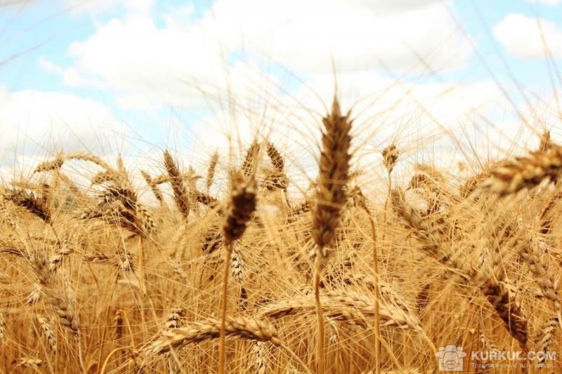 Аграрії зібрали понад 60 млн т зернових 