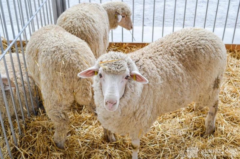 Врятовані з порту вівці житимуть в екофермах на Одещині