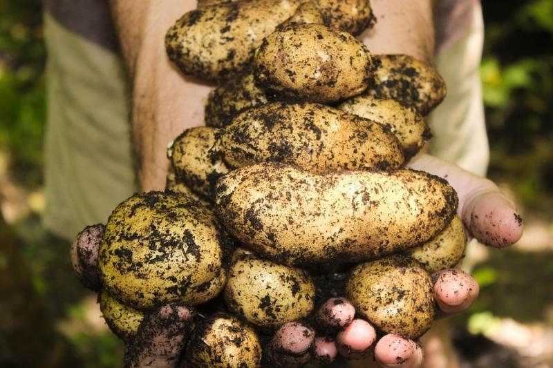 Виробники картоплі відмовляються від її реалізації за поточними цінами