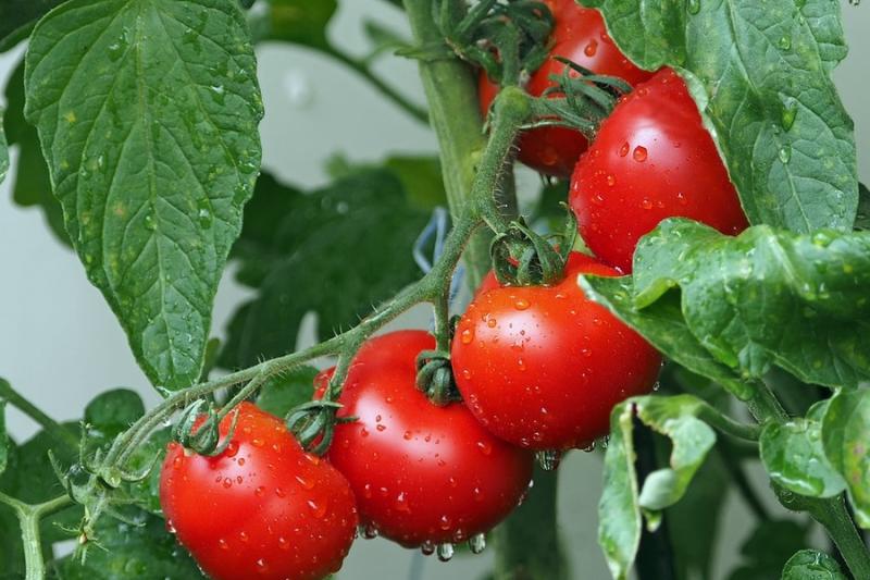 Собівартість виробництва томатів зросла на чверть