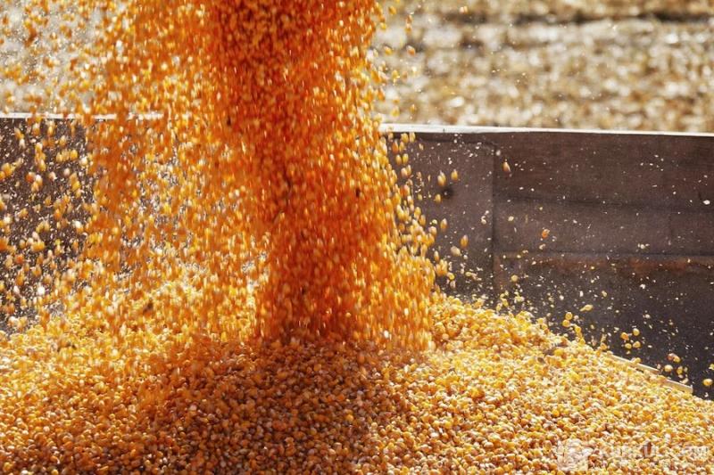 Аграрії зібрали майже 63 млн т зерна