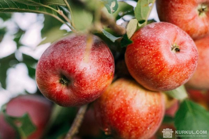 Фермер з Буковини відкрив сортувальну лінію для яблук 