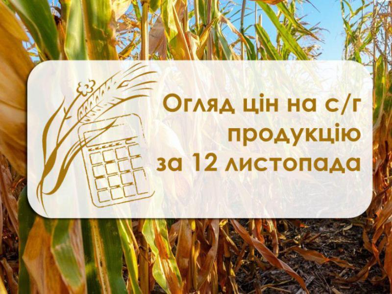 Пшениця, кукурудза та ячмінь подорожчали — огляд цін на с/г продукцію за 12 листопада 