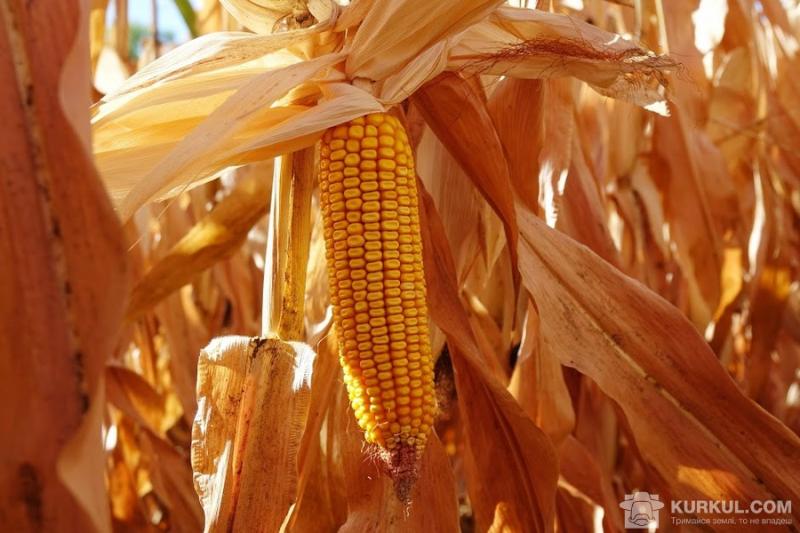 Підвищення конкуренції знизить ціни на пшеницю та кукурудзу