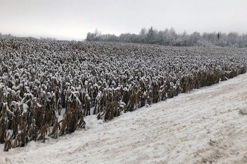 Посіви кукурудзи під снігом