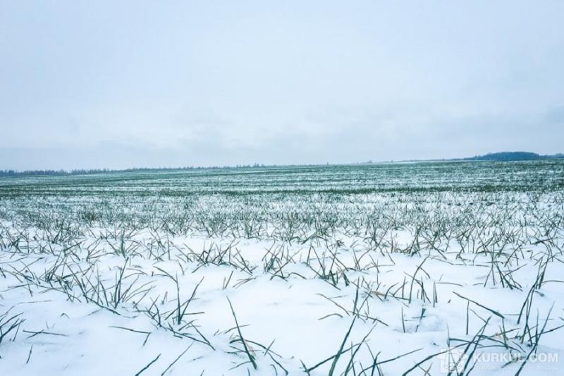 Посіви озимої пшениці під снігом