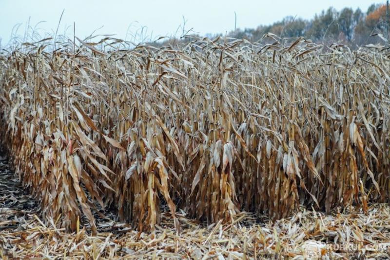 Фермерам ніде зберігати зерно — елеватори переповнені