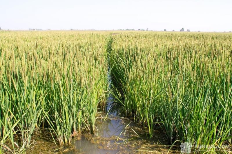 Херсонщина стане центром забезпечення рисом всієї України
