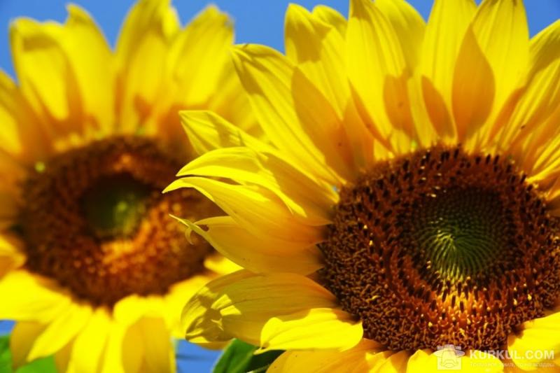 Кропивницька область посіла друге місце за обсягами урожаю соняшнику