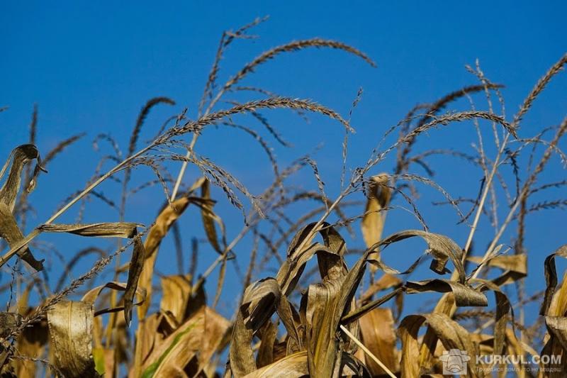 Вчені збільшили прогноз урожаю зерна за рахунок кукурудзи