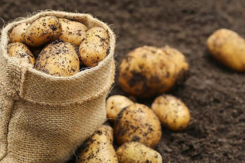Молдова та Азербайджан зацікавились українською картоплею