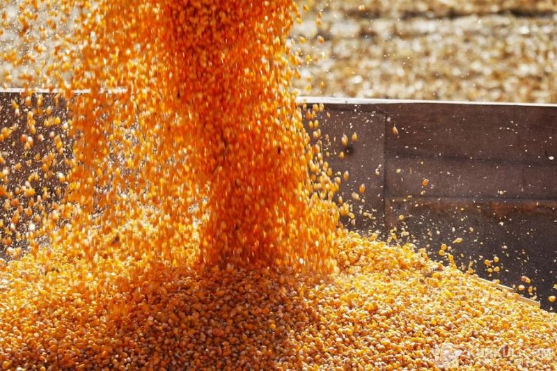 Під Миколаєвом на дорогу висипалися десятки тонн кукурудзи