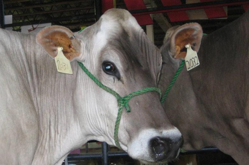 Найбільший в Україні розплідник австрійських корів отримав дотації