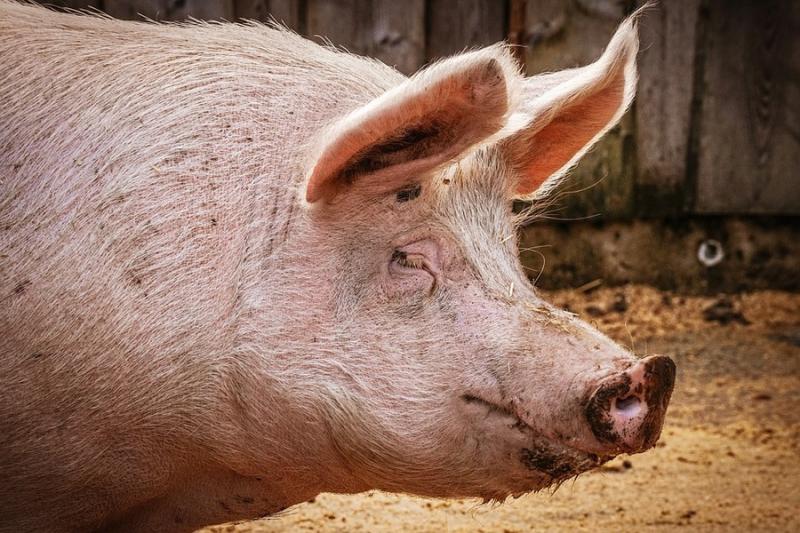 Тваринники просять Гройсмана захистити виробників свинини