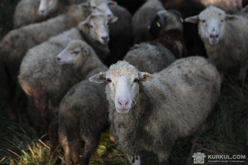 Фермер з Волині отримав породистих овець за участь у телешоу