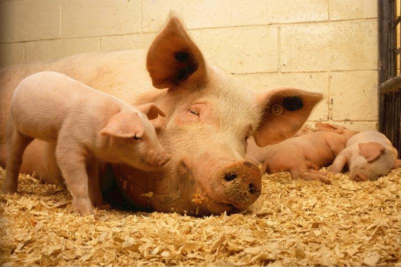 В Україні зменшилися обсяги вирощування свиней