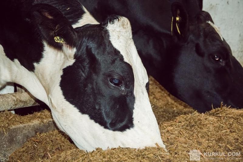 Сімейну молочну ферму відкрили на Прикарпатті